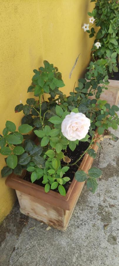 Elisa E Carla House Beautiful Apartments On The Cassia โรม ภายนอก รูปภาพ